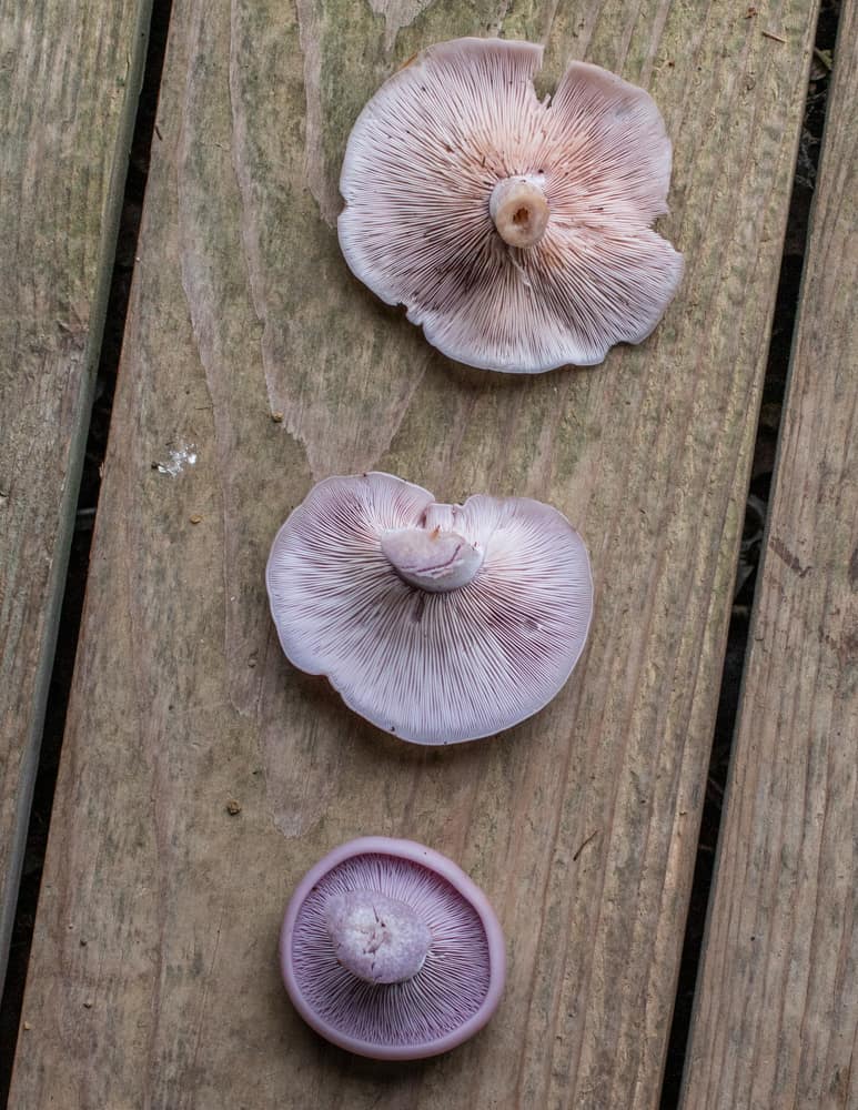 3 ages and colors of blewit mushrooms 