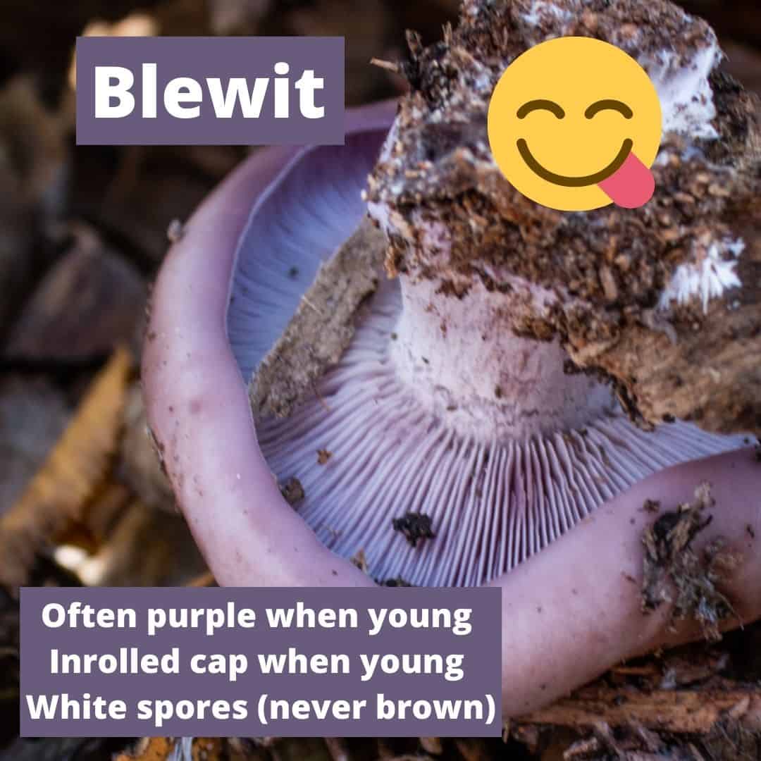 Blewit mushroom identification infographic 