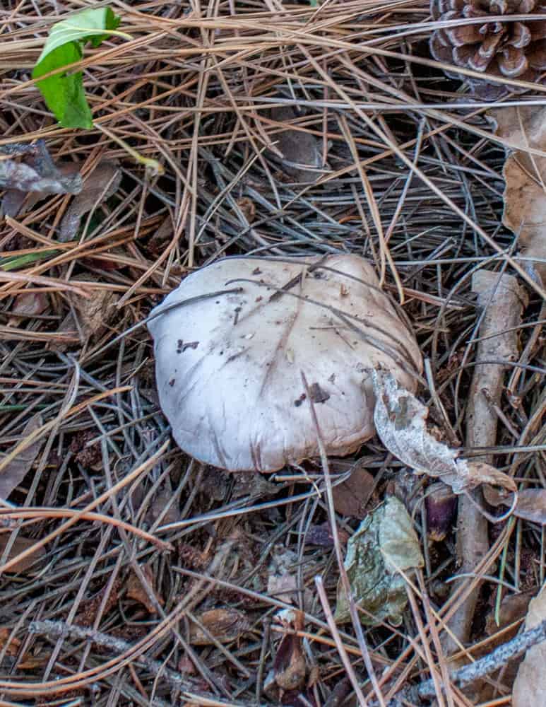 Blewit mushroom growing in pine needles 