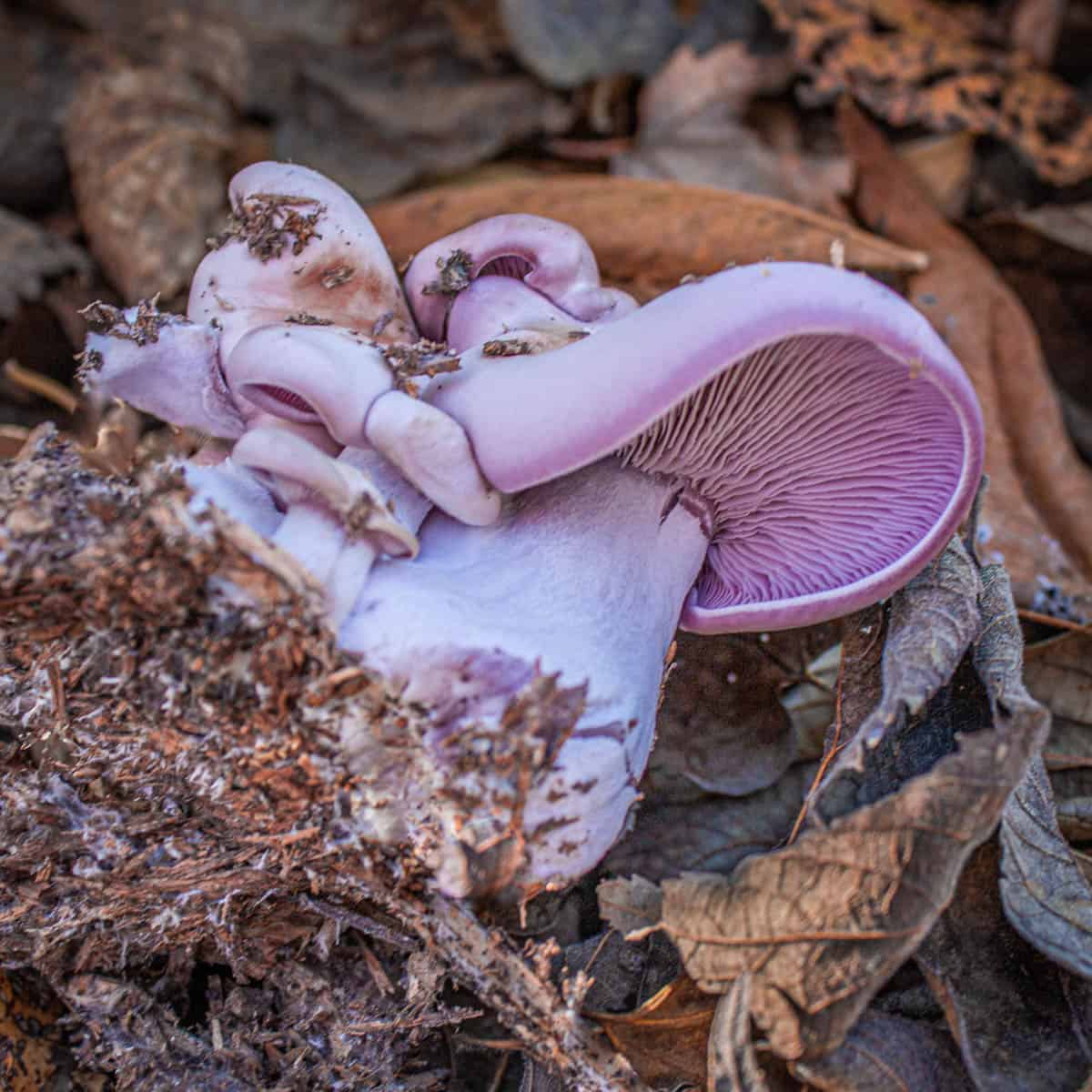 Blewit mushroom or Clitocybe nuda