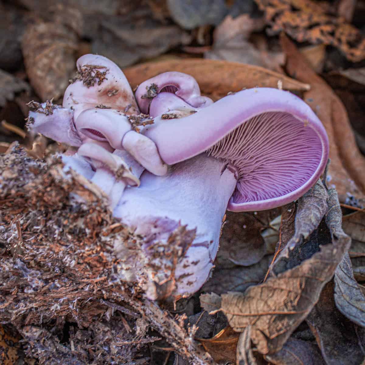 Mini Wooden Mushrooms - Little Forest Village