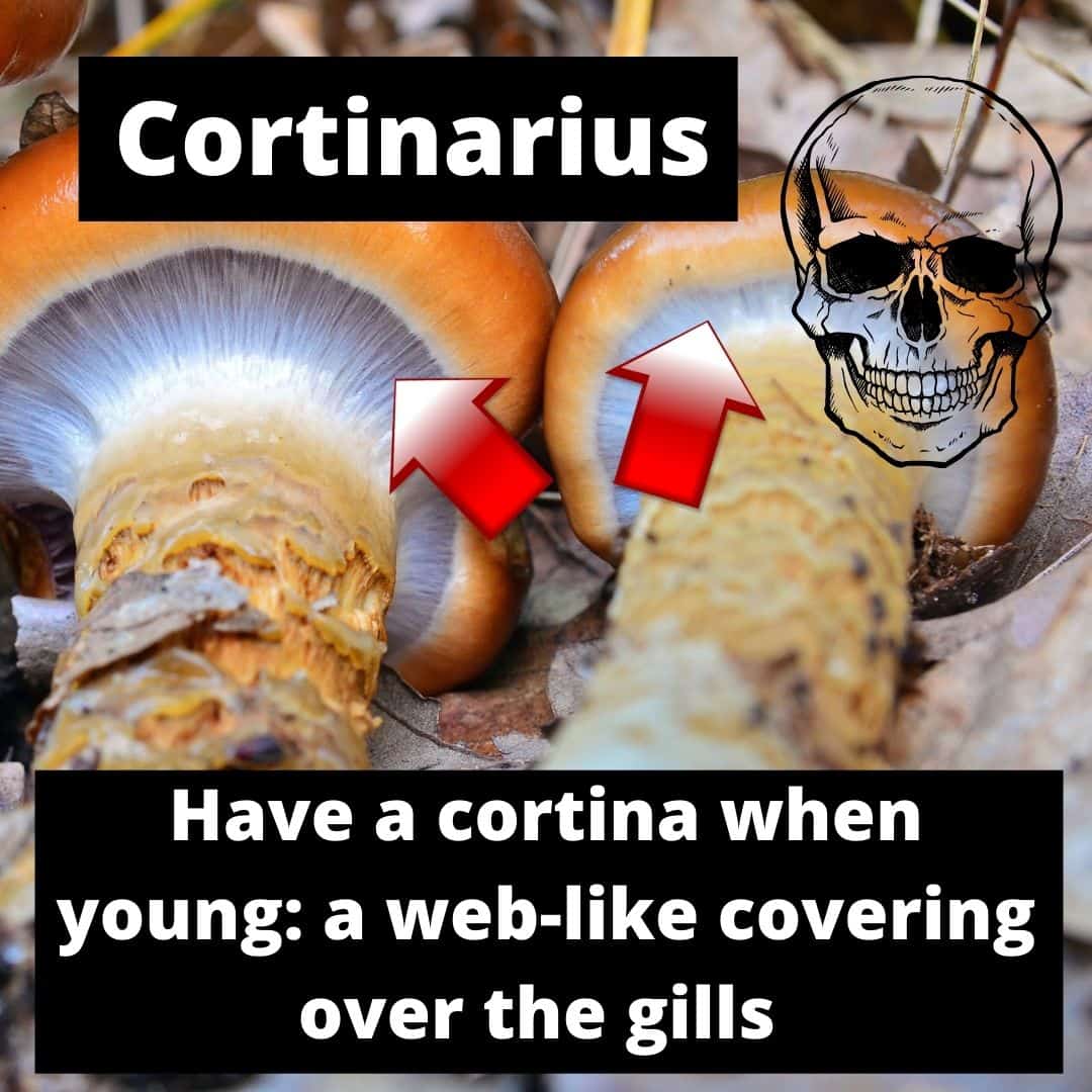 An image with text explaining the cortina of cortinarius mushrooms