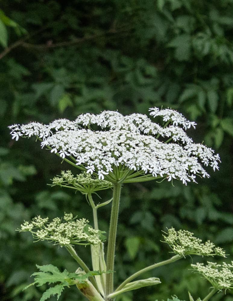 Cow Parsley Flower