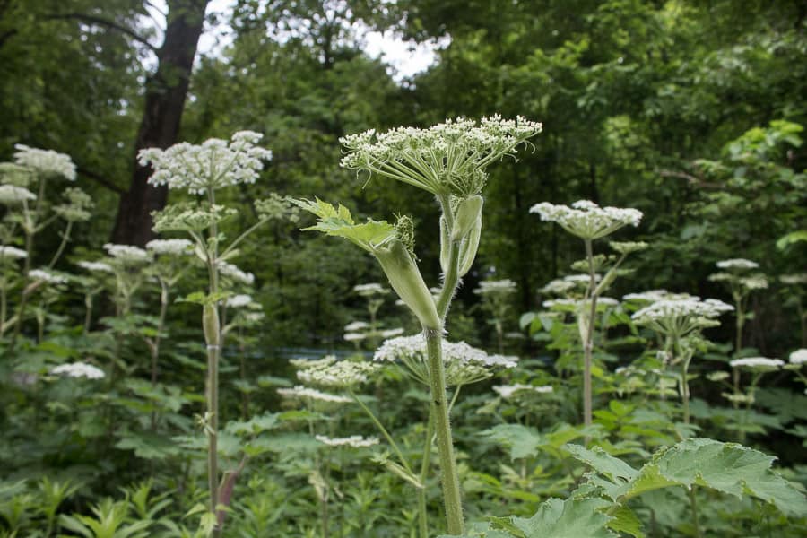 Cow Parsnip Identification Edible Parts and Cooking