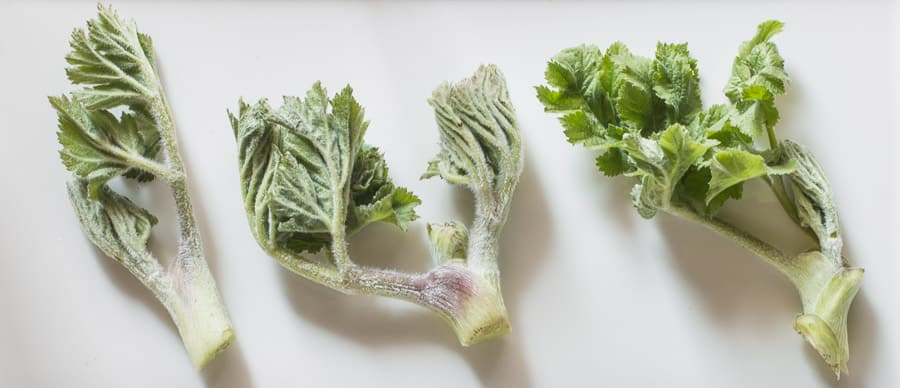 Very young cow parsnip (Heracleum maximum) leaves