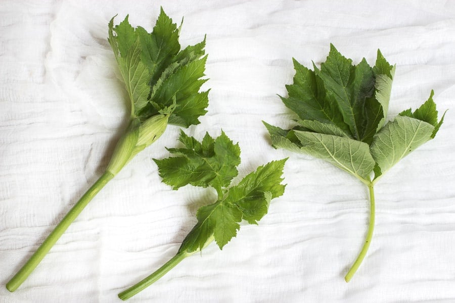 Edible Cow Parsnip Heracleum lanatum_