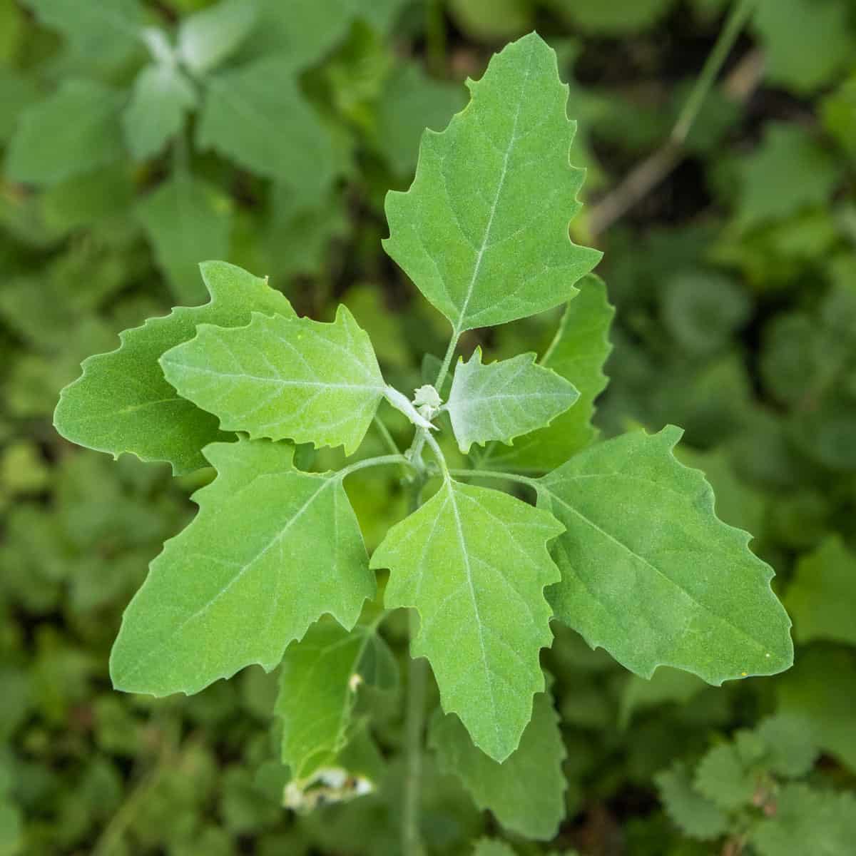 Lamb's Quarters, Chenopodium or Wild Spinach 