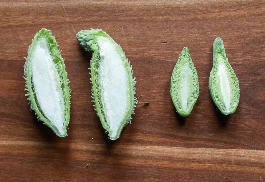 Milkweed Pods cut in half showing the inside. 