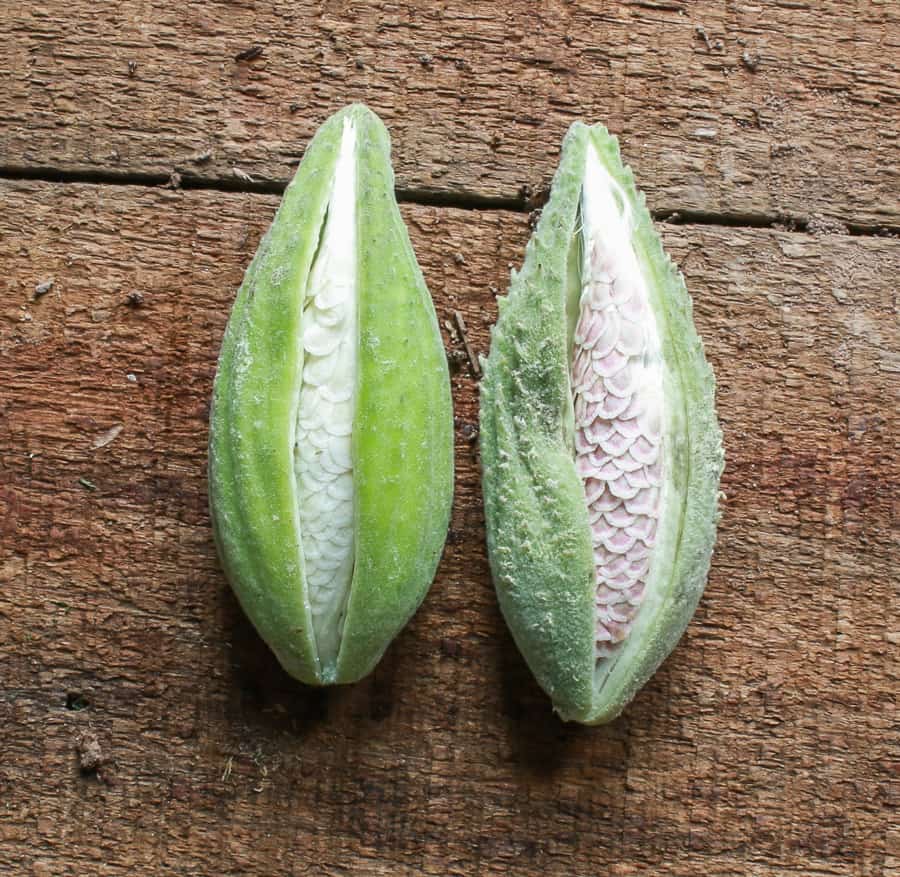 MIlkweed pods 