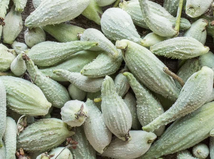 Edible milkweed pods 