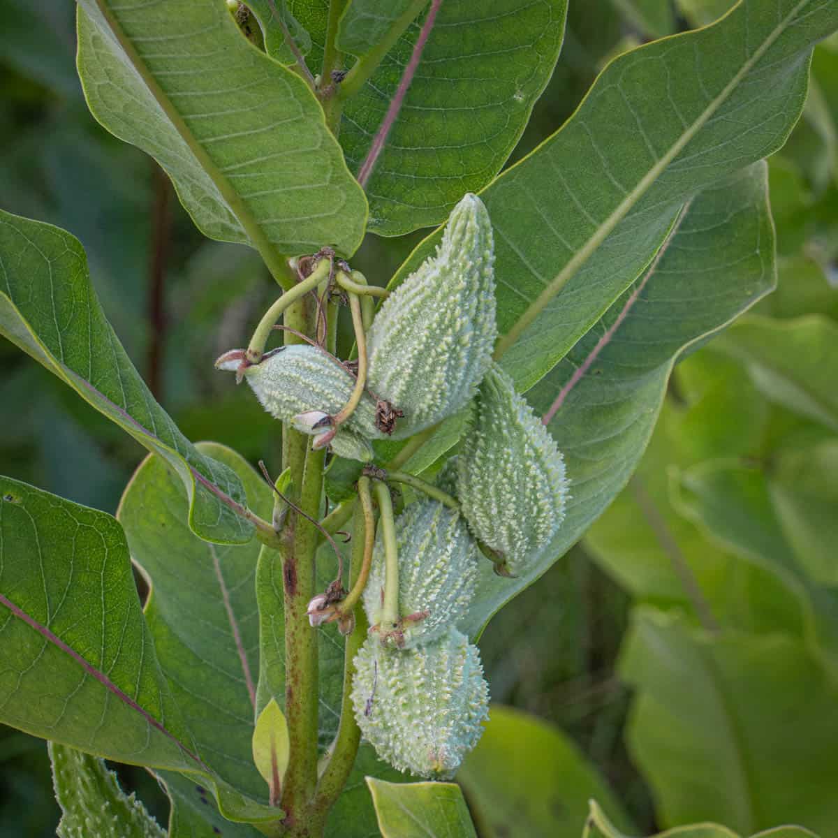 milkweed seed pod