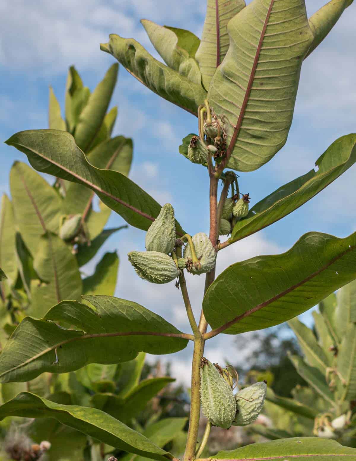 Edible milkweed Pods of Asclepias syriaca.