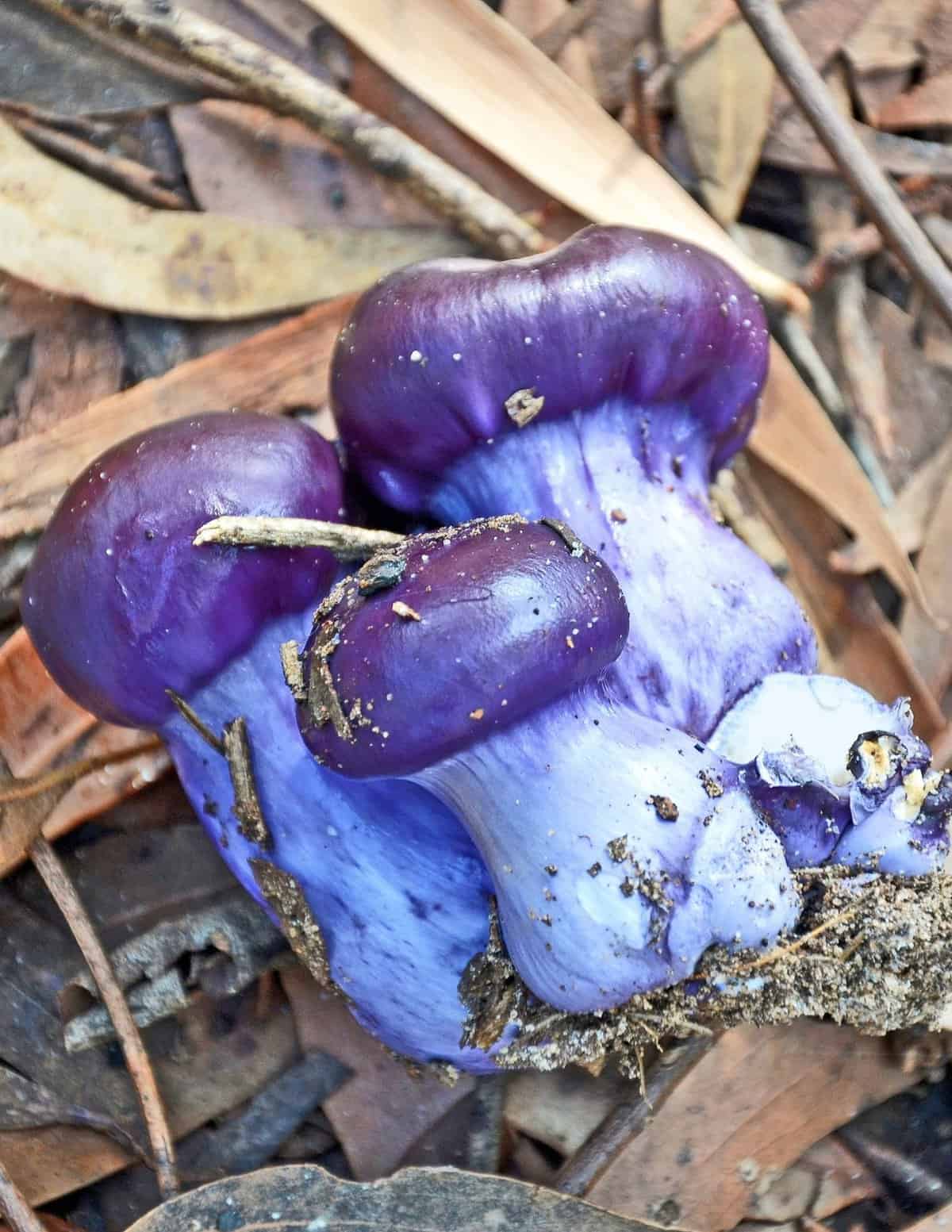 blewit look a like purple cortinarius mushrooms 