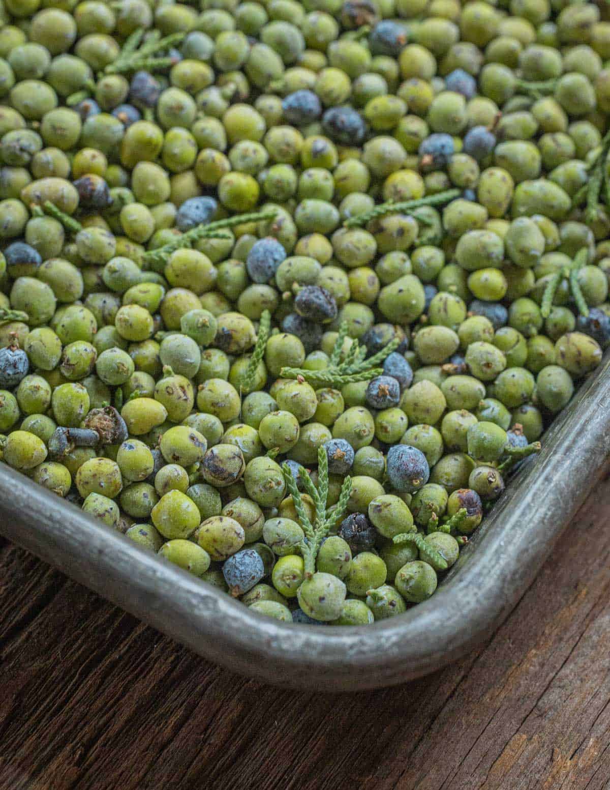 Close up image of Eastern Red Cedar fruit on a tray.