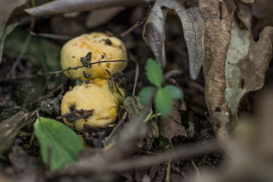 Young chanterelle mushrooms