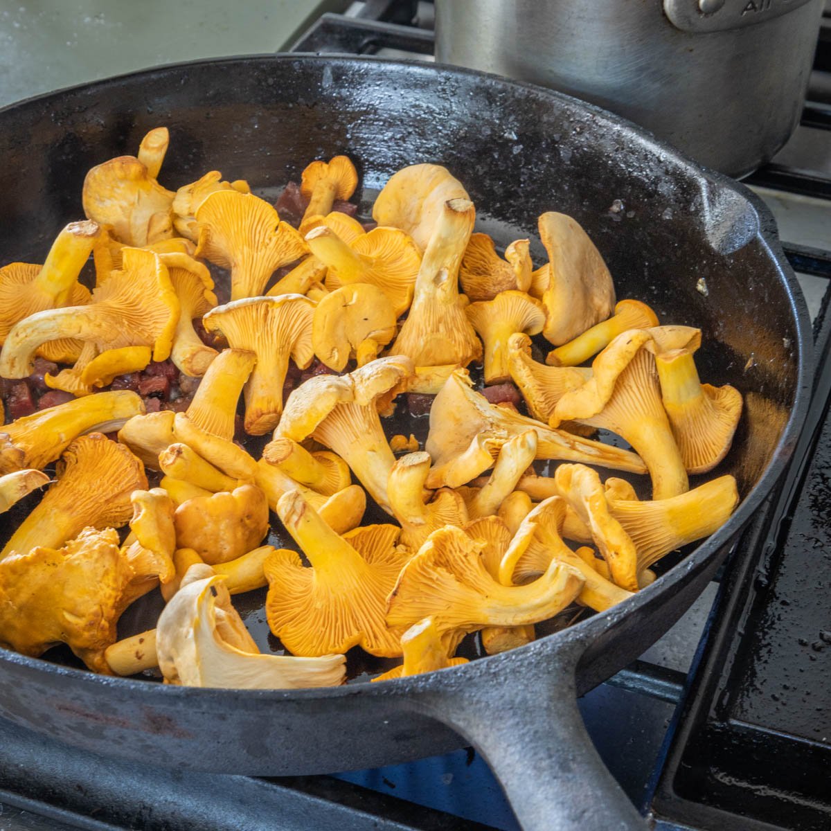 Gold and white chanterelle mushrooms