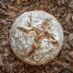 Naturally Leavened Wild Mushroom Sourdough