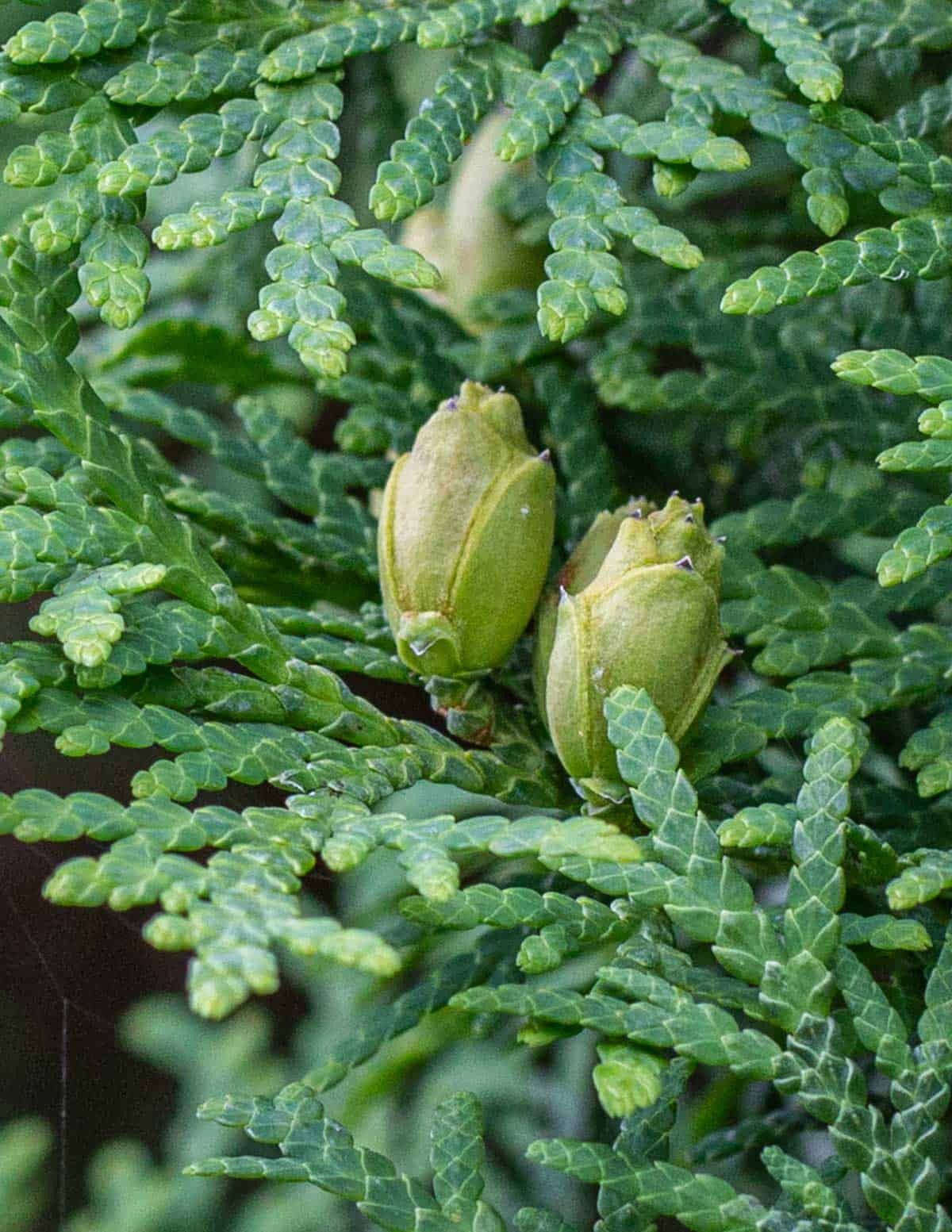 Cedar cones on a tree in the spring. 