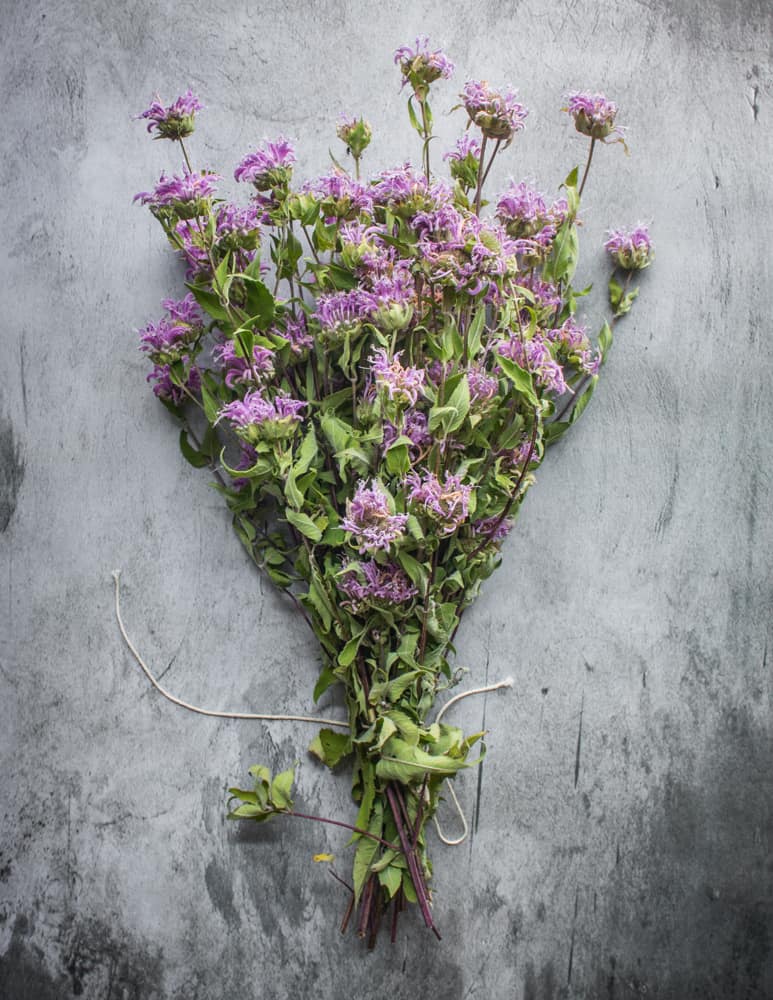 dried wild bee balm bouquet for cooking