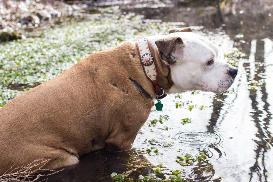 Frida the pitbull in the watercress. 