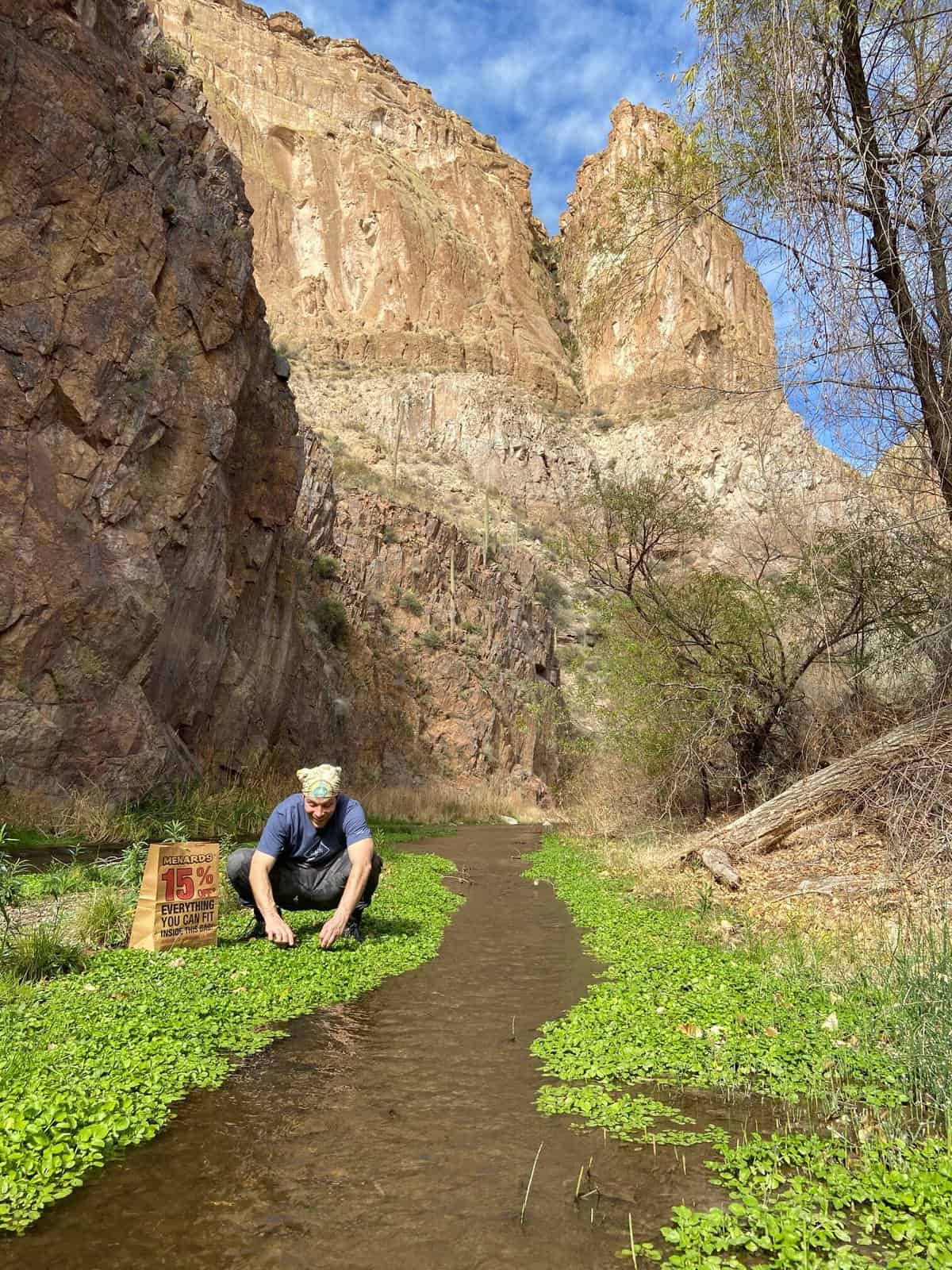 Harvesting watercress in a canyon