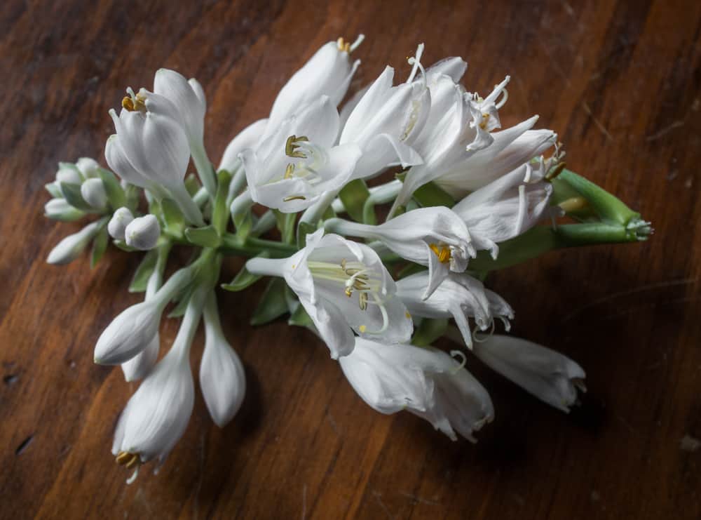 edible hosta flowers