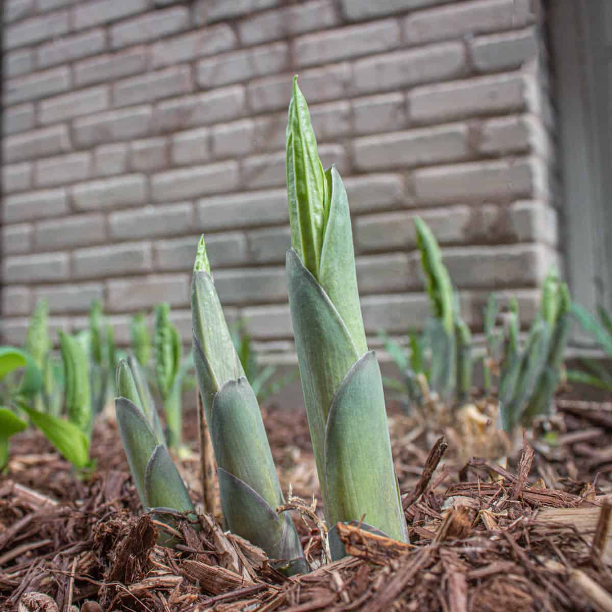 Edible hosta shoots 