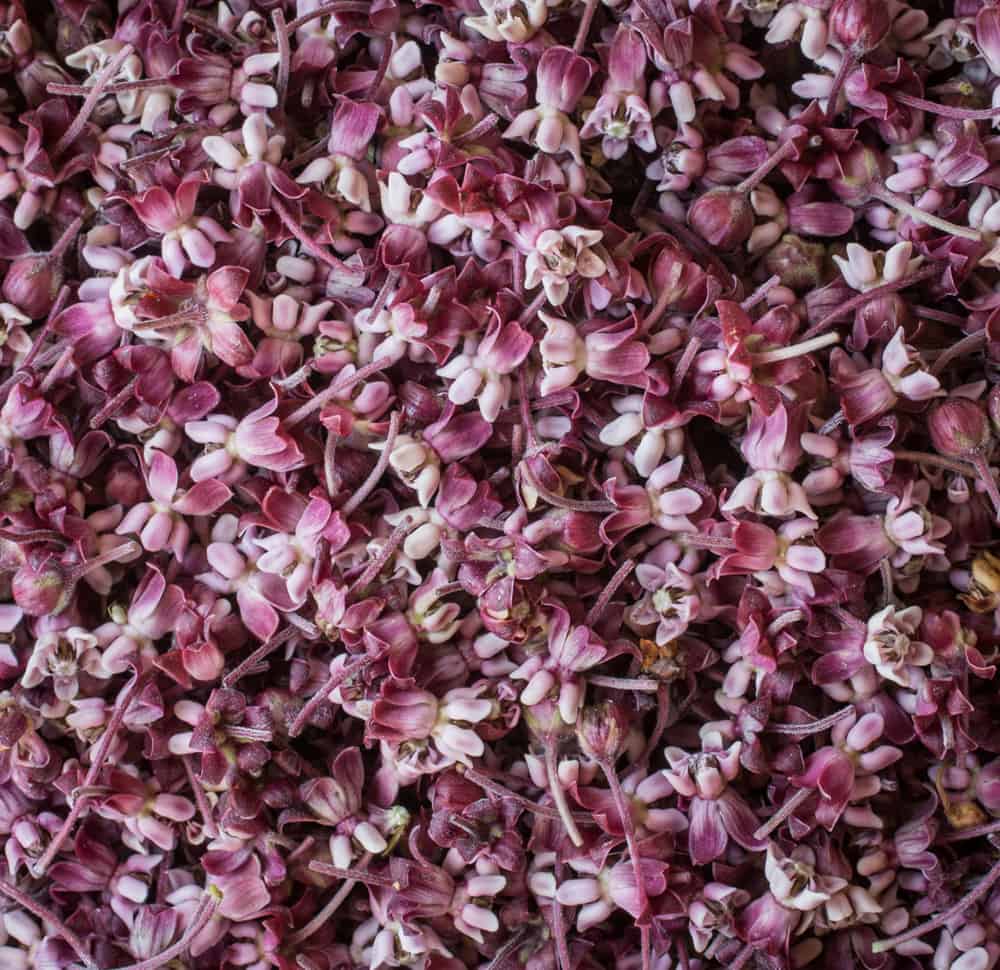 Milkweed Flowers and cordial (1 of 5)