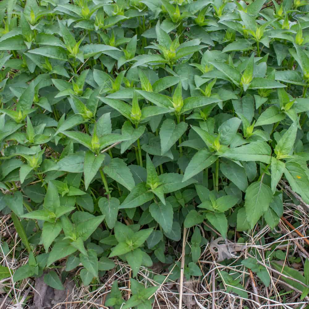 A large colony of Wild Bee Balm (Monarda fistulosa)