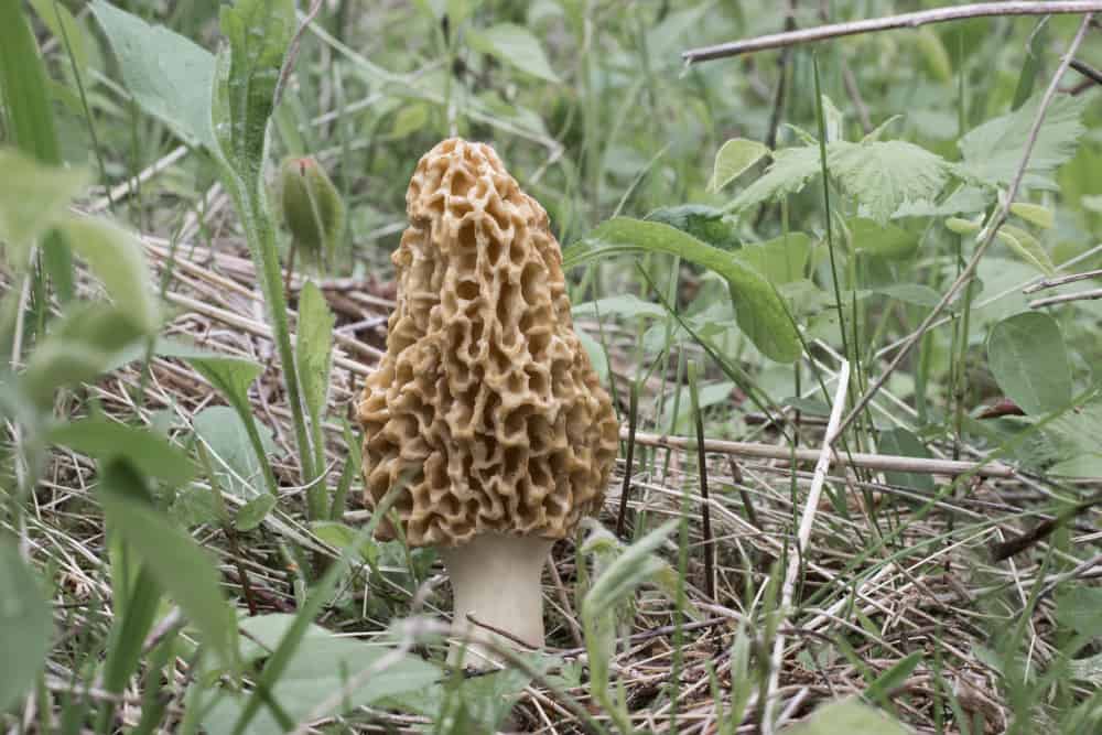 Morel mushrooms