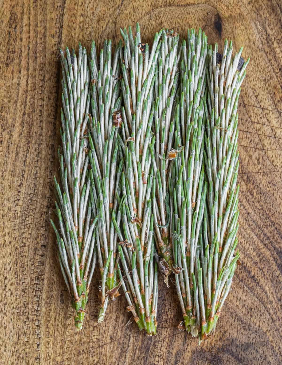 Young red pine tips on a wood background. 