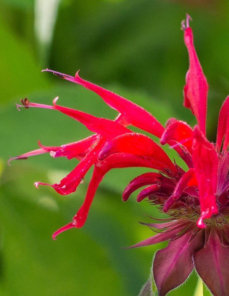 Scarlet bee balm flowers or Monarda Didyma