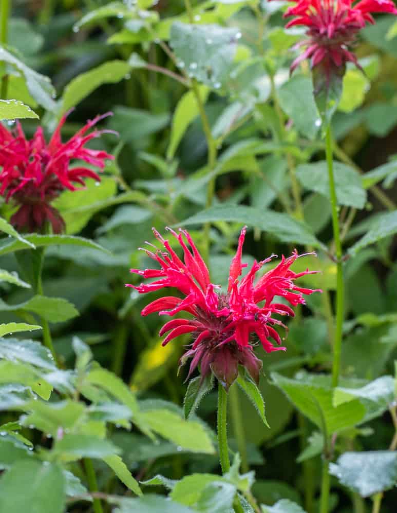 Scarlet bee balm or Monarda Didyma 