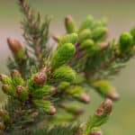 Edible Spruce Tips