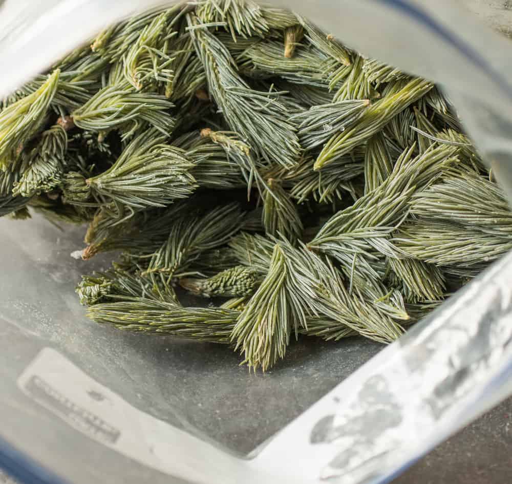 Spruce Tips, Frozen_