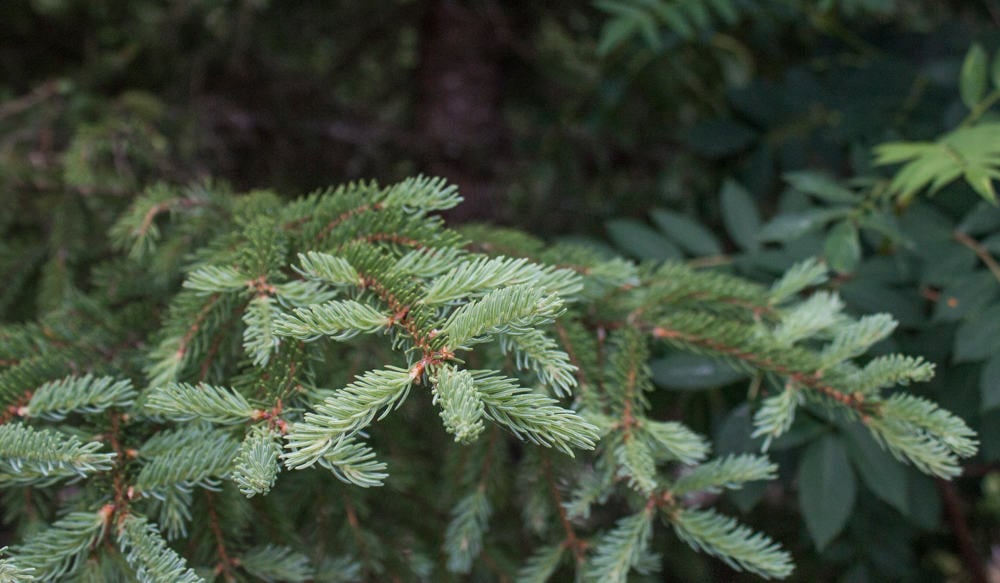 edible, mature spruce tips 