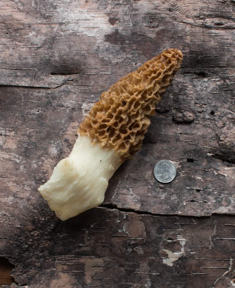 Late season stuffed morel mushrooms
