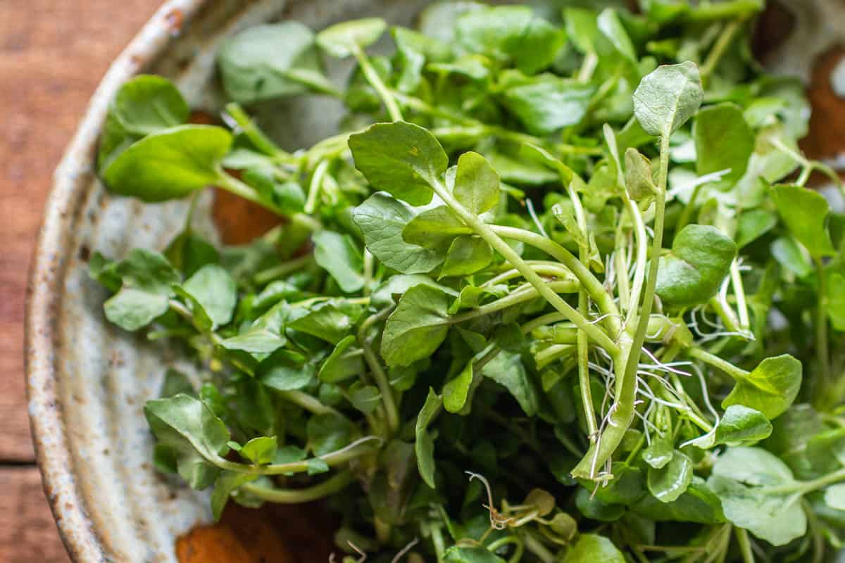 Wild watercress in a bowl 