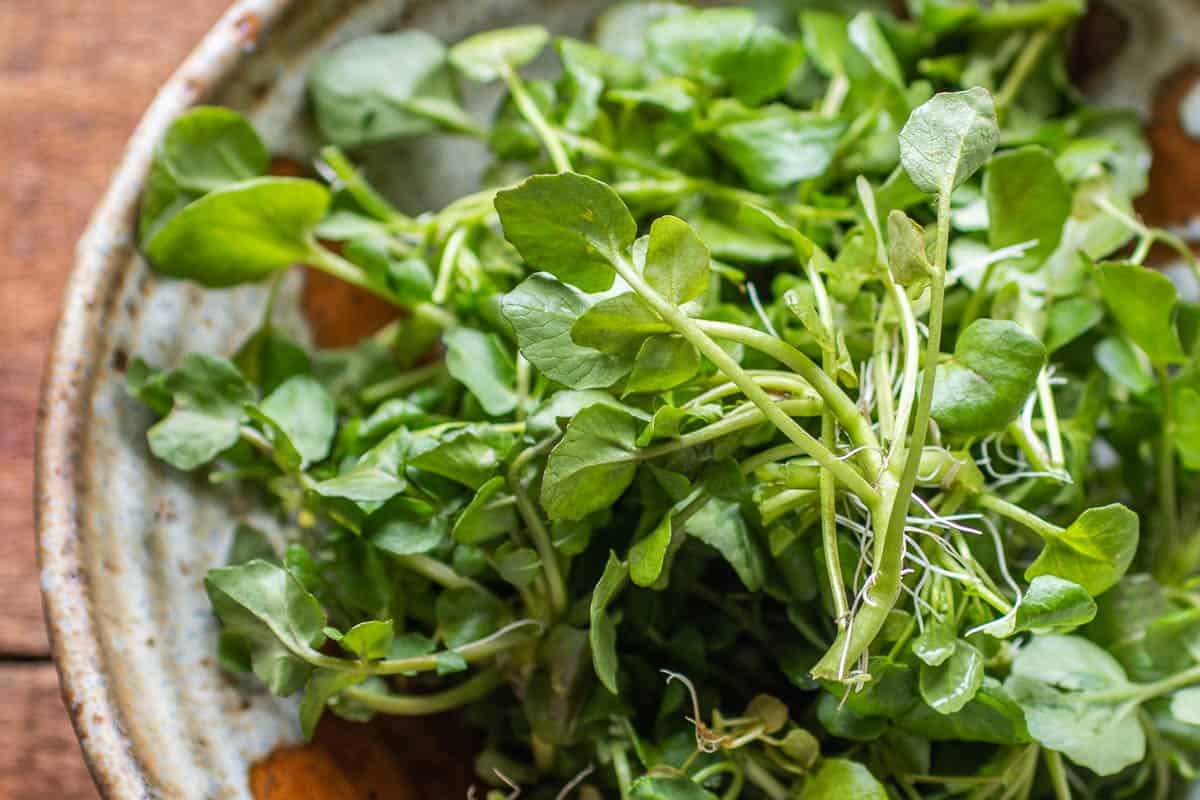 Watercress 101: What Is Cress? (+ Varieties!)