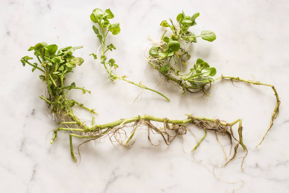 How to Prepare and Serve Cress -- Harvest to Table