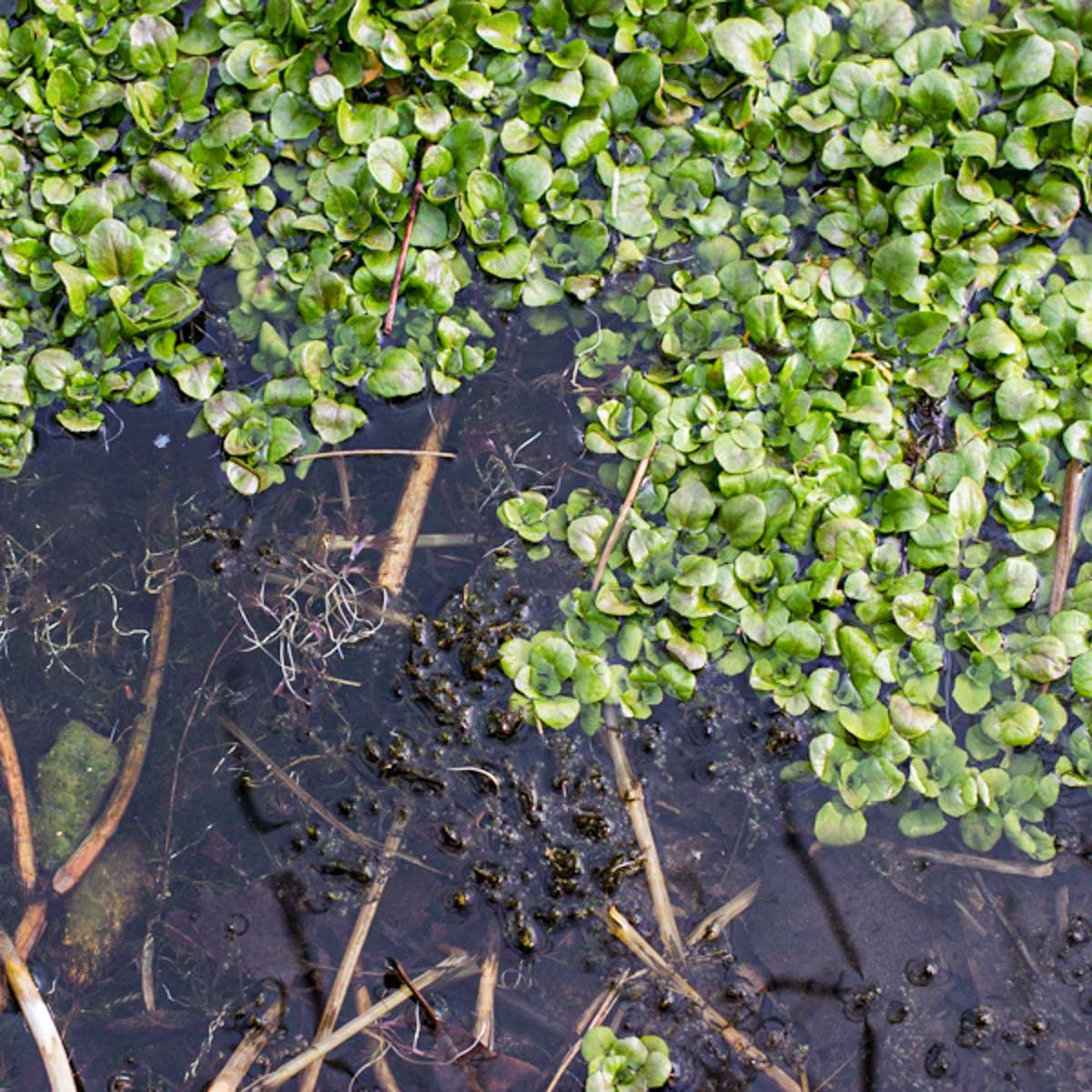 wild-watercress-harvesting-safety-cooking-and-recipes