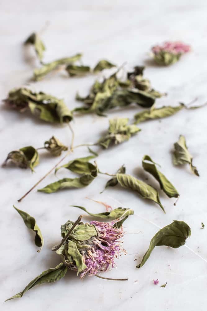 Dried bee balm leaves or monarda fistulosa