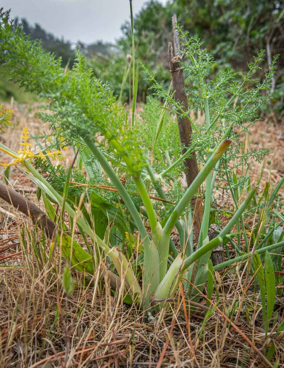 Wild Fennel Foeniculum vulgare