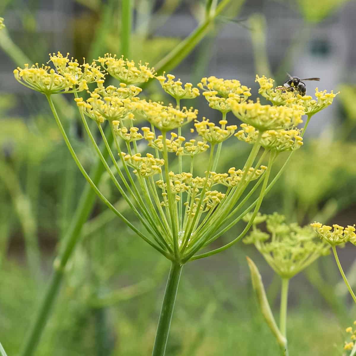 Wild fennel flower umbel