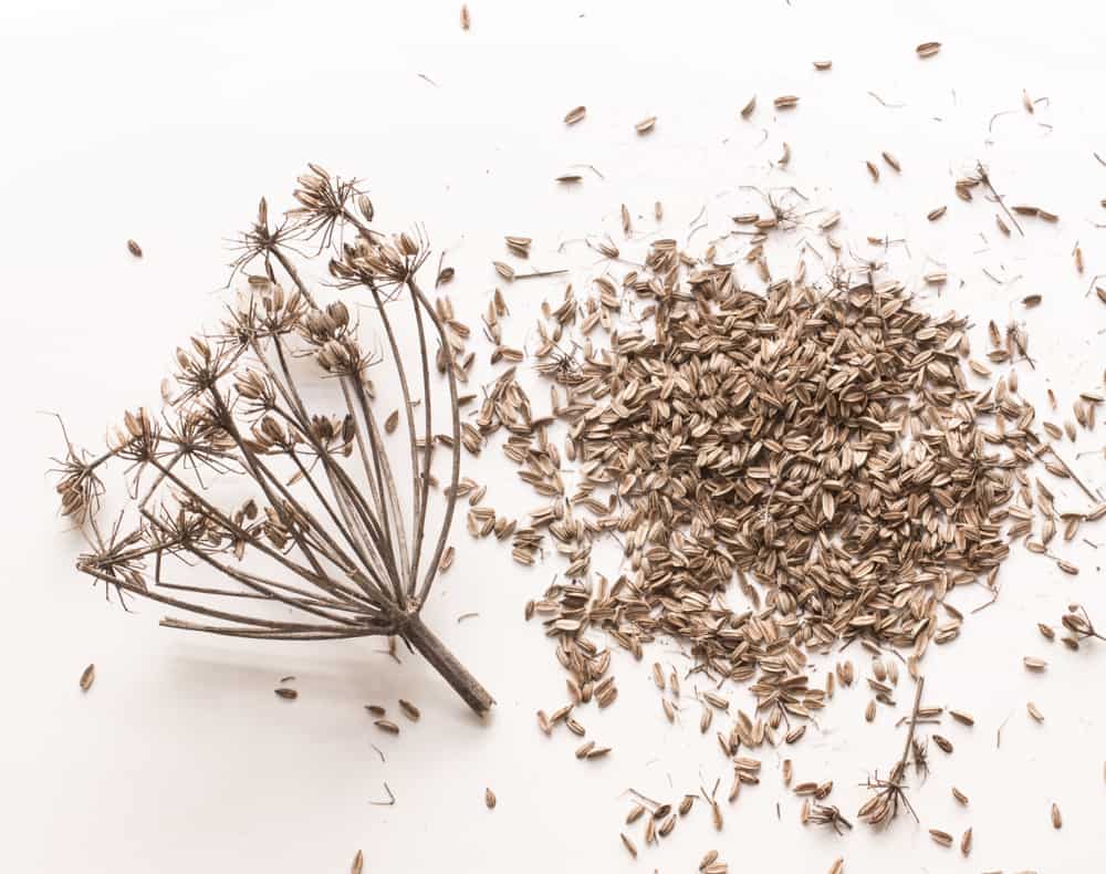 Wild Fennel Seed