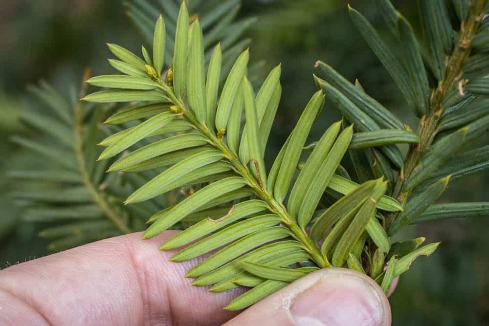 Poisonous yew tips underside, spruce tip look alike 