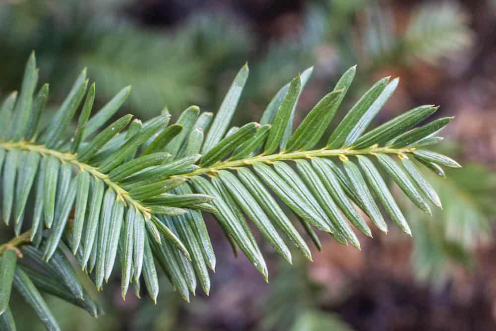 Poisonous yew tips, spruce tip look alike 