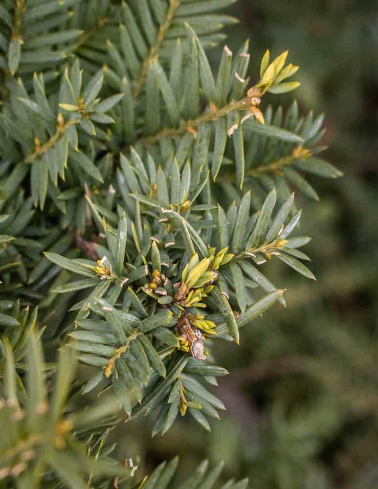 Poisonous yew tips, spruce tip look alike 