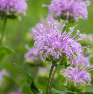 Wild bee balm flowers or Monarda fistulosa in a field