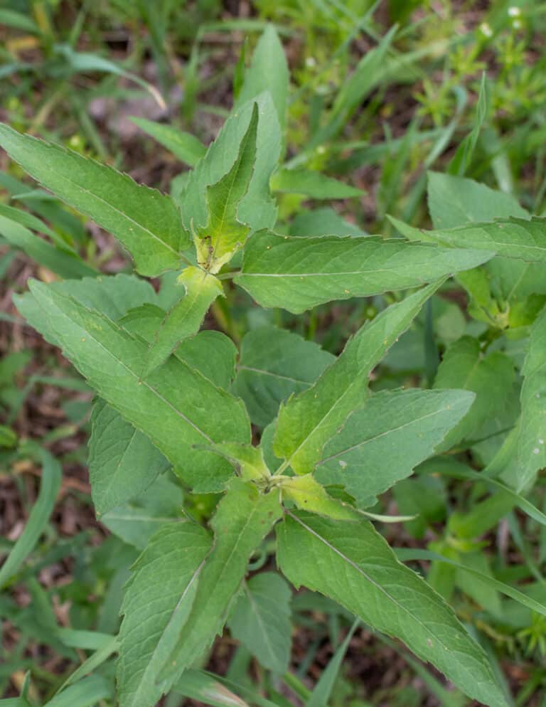 Foraging and Cooking with Bee Balm (Monarda fistulosa)